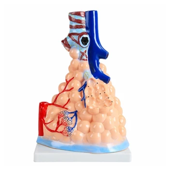 Нов човешки кардиопулмонален анатомичен модел, белодробен сърдечен модел за медицинско обучение