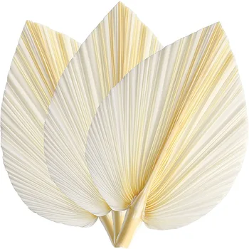 Големи бели сушени палмови листа - първокласно качество - 3 бр. Елегантен модерен бохо Начало & Сватбен декор - Декорация за стена